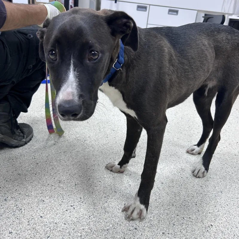 A young medium-sized female Black Mixed Breed dog named Sherlock for adoption in Jacksonville, FL
