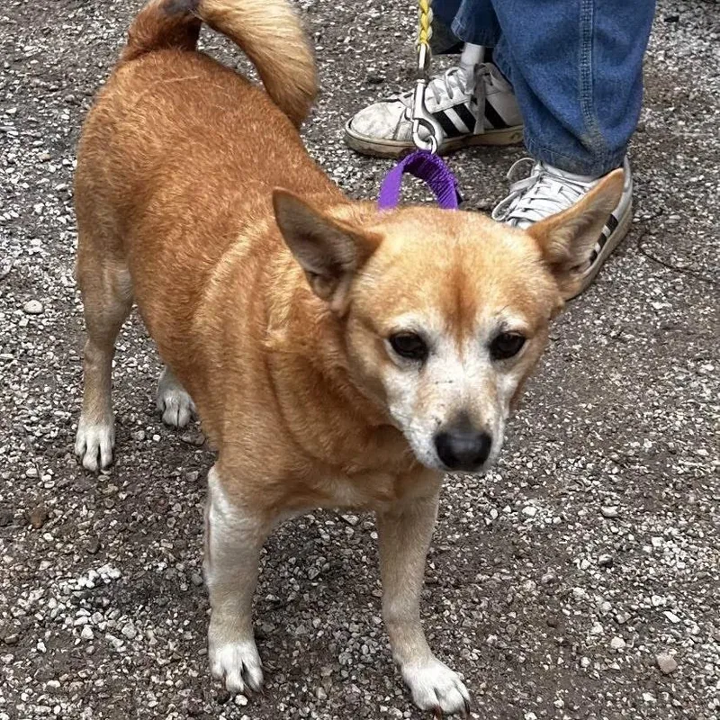 An adult medium-sized male Yellow / Tan / Blond / Fawn Corgi dog named Benjamin Franklin for adoption in Austin, TX