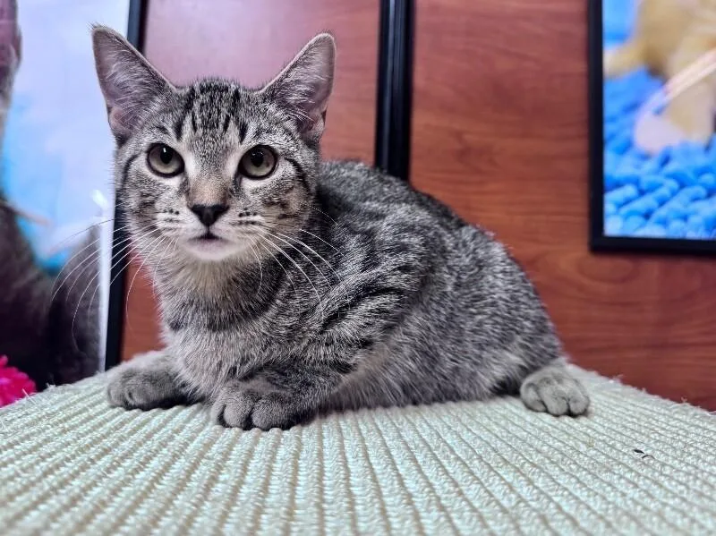 A young medium-sized female Tabby (Brown / Chocolate) Domestic Short Hair cat named Milan for adoption in North Babylon, NY