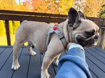 A young small-sized female Yellow / Tan / Blond / Fawn French Bulldog dog named Kaya Bean for adoption in Bonney Lake, WA