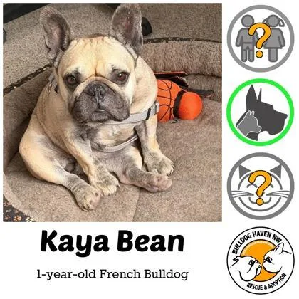 Kaya Bean thumbnail 2