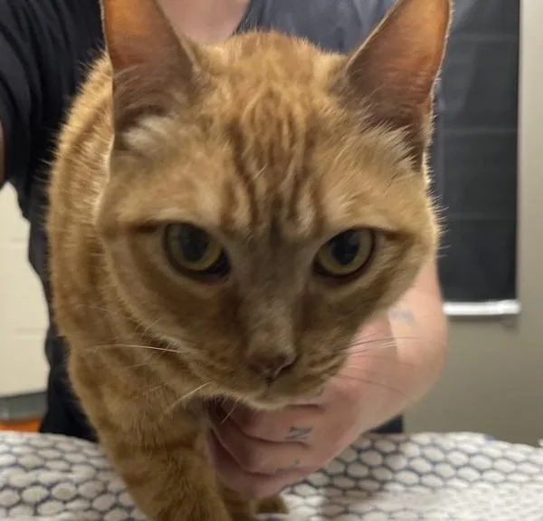 An adult medium-sized female Domestic Short Hair cat named Zelda for adoption in Escondido, CA
