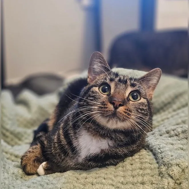 A young medium-sized female Tabby (Brown / Chocolate) Domestic Short Hair cat named Alexandra for adoption in Toms River, NJ