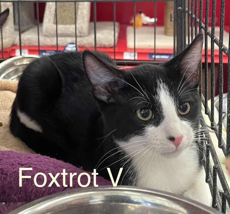 Foxtrot V thumbnail 2