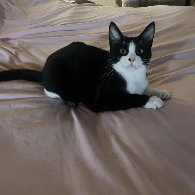 Foxtrot V thumbnail 3