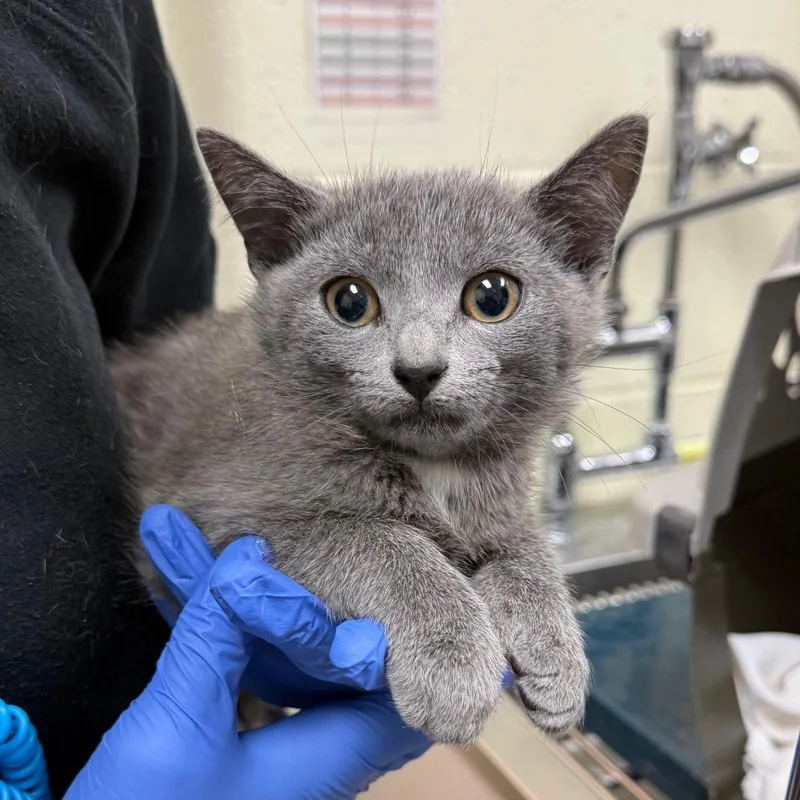 A baby small-sized female Gray / Blue / Silver Domestic Short Hair cat named Spooktacular for adoption in Charlottesville, VA