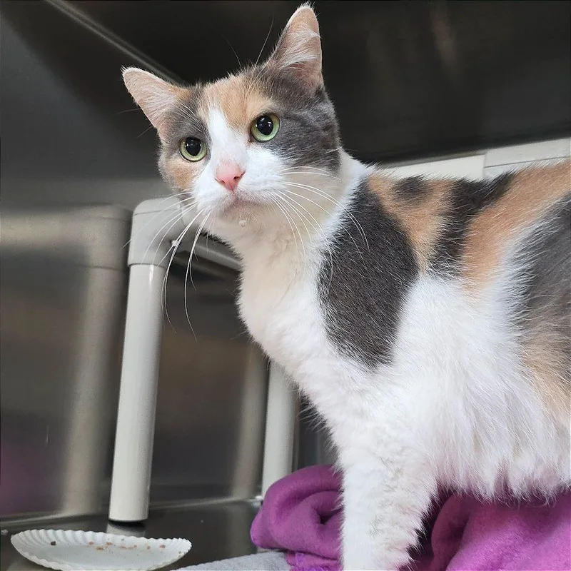 Tegan thumbnail 2