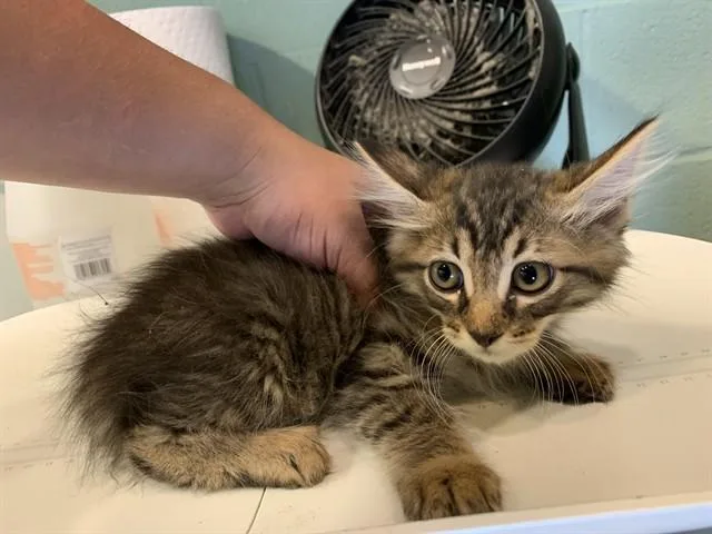 Milo
