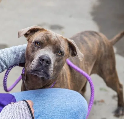 An adult large-sized female Mixed Breed dog named Trilloska for adoption in Chamblee, GA