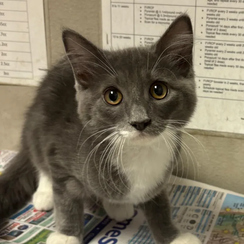 A baby small-sized female Gray / Blue / Silver Domestic Short Hair cat named Gracie for adoption in Yuma, AZ