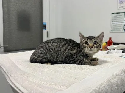 A baby small-sized female Brown / Chocolate Domestic Short Hair cat named You Ever Feel This? for adoption in Kansas City, MO