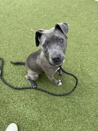 A young medium-sized female Mixed Breed dog named Manatee for adoption in Atlanta, GA