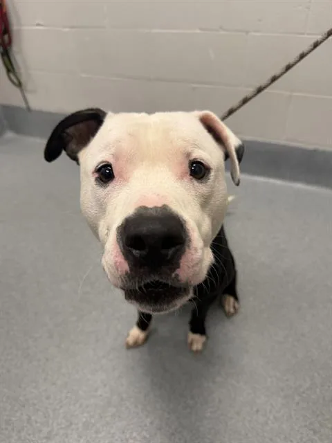 An adult large-sized male Pit Bull Terrier dog named Monkey for adoption in Indianapolis, IN