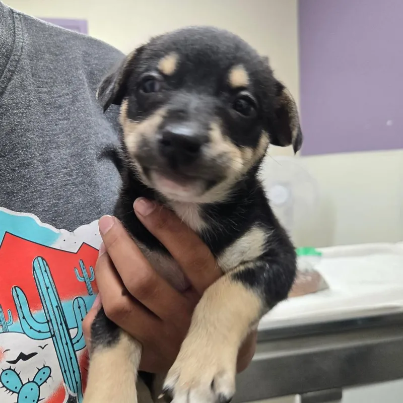 A baby small-sized male Black Shepherd dog named Stray Hold Tomato Soup for adoption in Albuquerque, NM