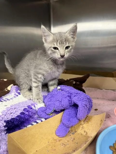 A baby small-sized female Domestic Short Hair cat named Bella for adoption in Omaha, NE