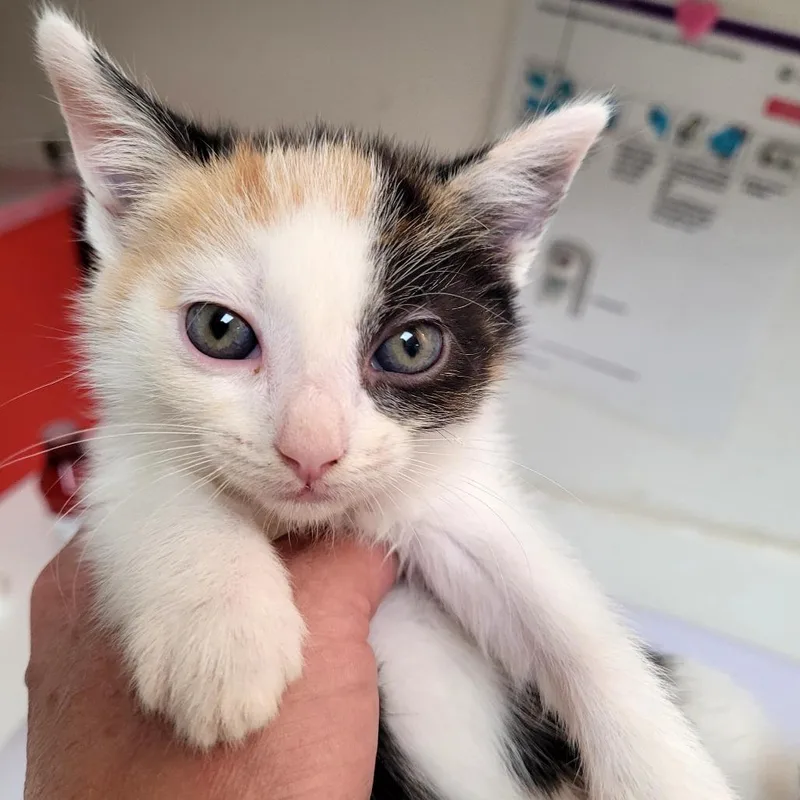 A baby small-sized female Domestic Short Hair cat named Frost for adoption in Allyn, WA