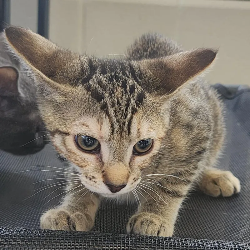A baby small-sized female Brown / Chocolate Domestic Short Hair cat named Daiquiri for adoption in Gloucester, VA