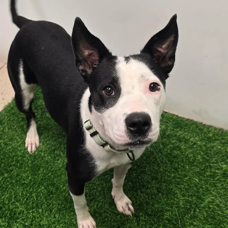 An adult medium-sized female Black Pit Bull Terrier dog named Tina for adoption in Columbia, MO