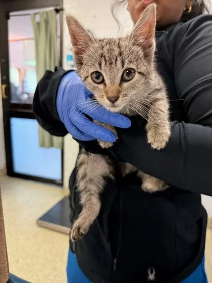 A baby small-sized female Domestic Short Hair cat named Motor for adoption in Washington, DC