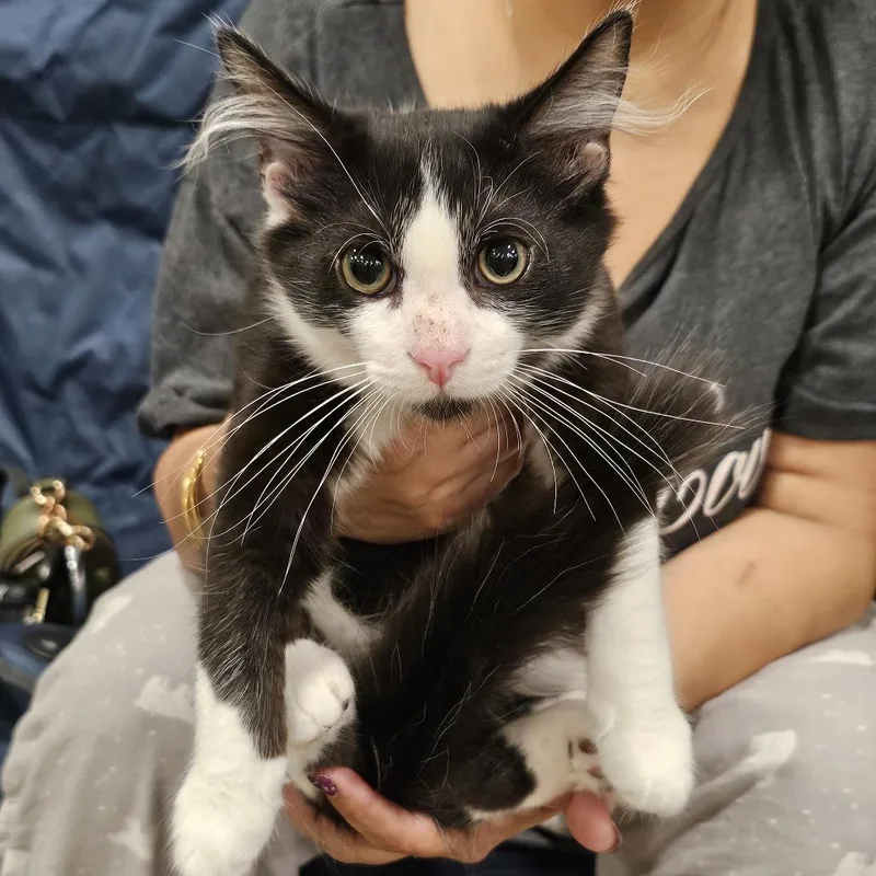 A baby small-sized male Domestic Short Hair cat named Fudge for adoption in Fairfax, VA