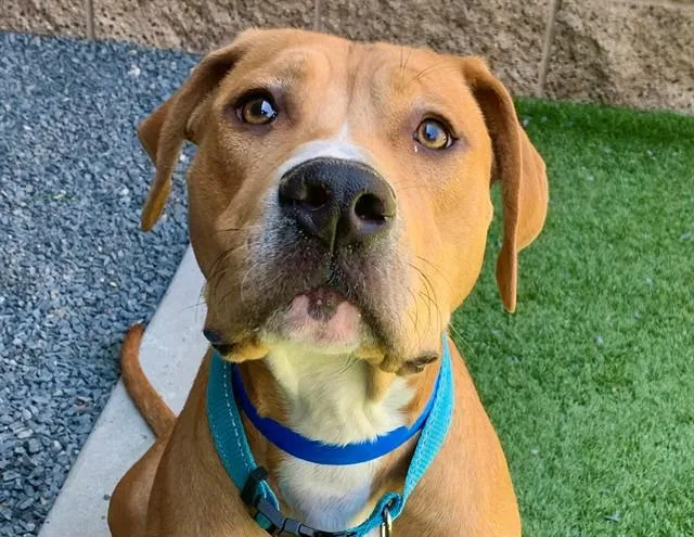 A young extra large-sized male Mastiff dog named SAVE ME PLEASE Lion for adoption in San Marcos, CA