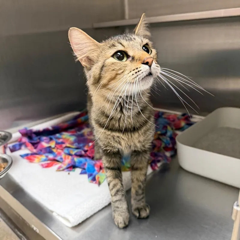 An adult medium-sized female Domestic Medium Hair cat named Maple for adoption in Naperville, IL