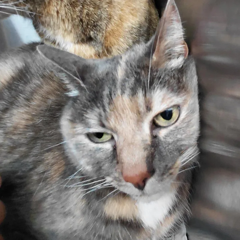 A senior small-sized female Gray / Blue / Silver Domestic Short Hair cat named Sandy for adoption in Philadelphia, PA