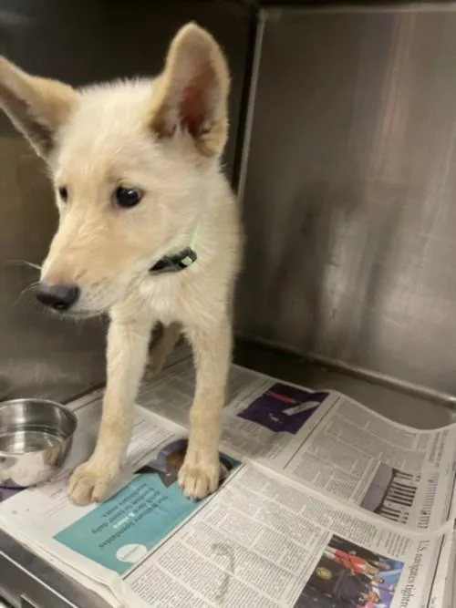 A baby small-sized male Jindo dog named Seppi for adoption in Van Nuys, CA