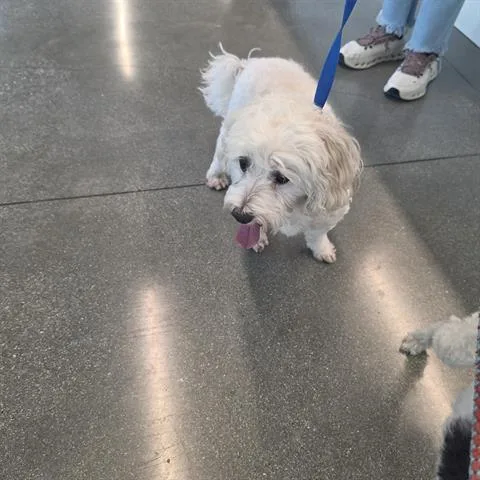 An adult small-sized male Poodle dog named Santiago for adoption in San Martin, CA