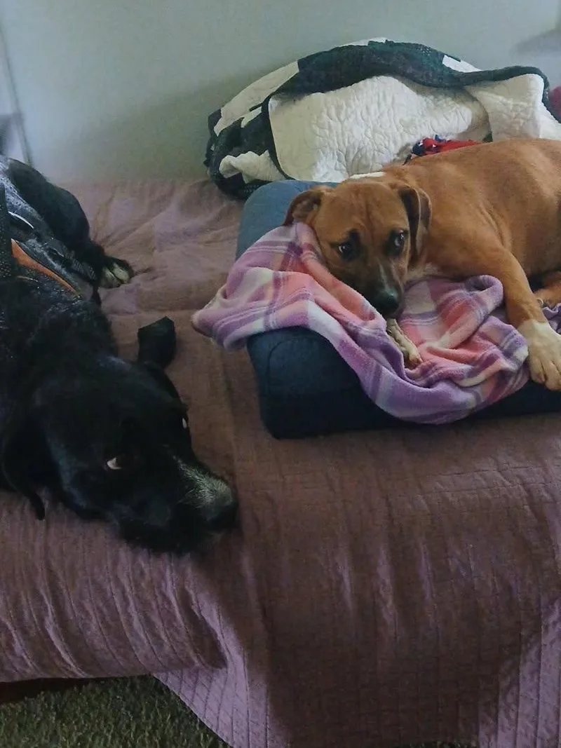 A young medium-sized male Mixed Breed dog named Buck Owen for adoption in Monona, WI