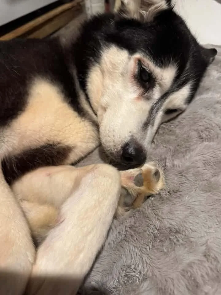 An adult medium-sized female Siberian Husky dog named Sasha for adoption in Newfoundland, NJ