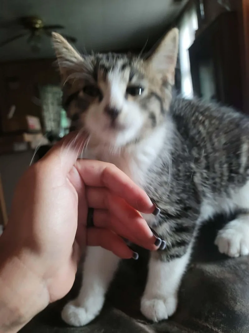 A baby small-sized male Domestic Short Hair cat named Prince for adoption in Clymer, PA