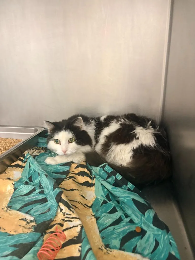 An adult small-sized female Domestic Long Hair cat named Pie Face for adoption in Albany, GA