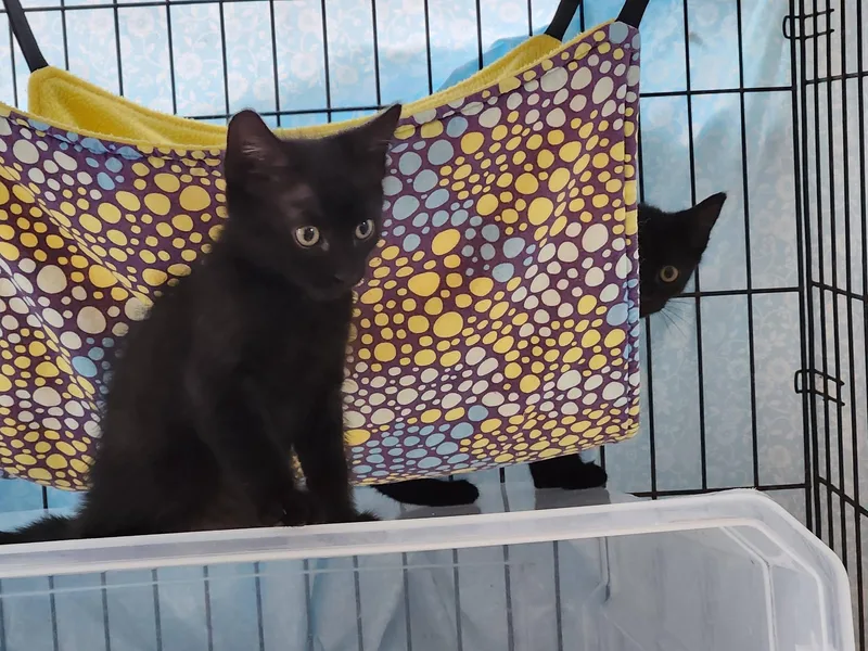 A baby medium-sized male Black Domestic Short Hair cat named Echo for adoption in Watkinsville, GA