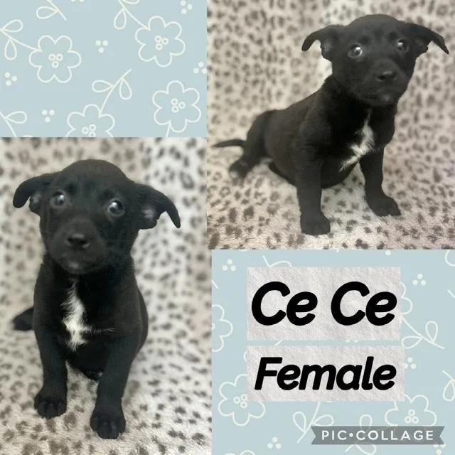Cece