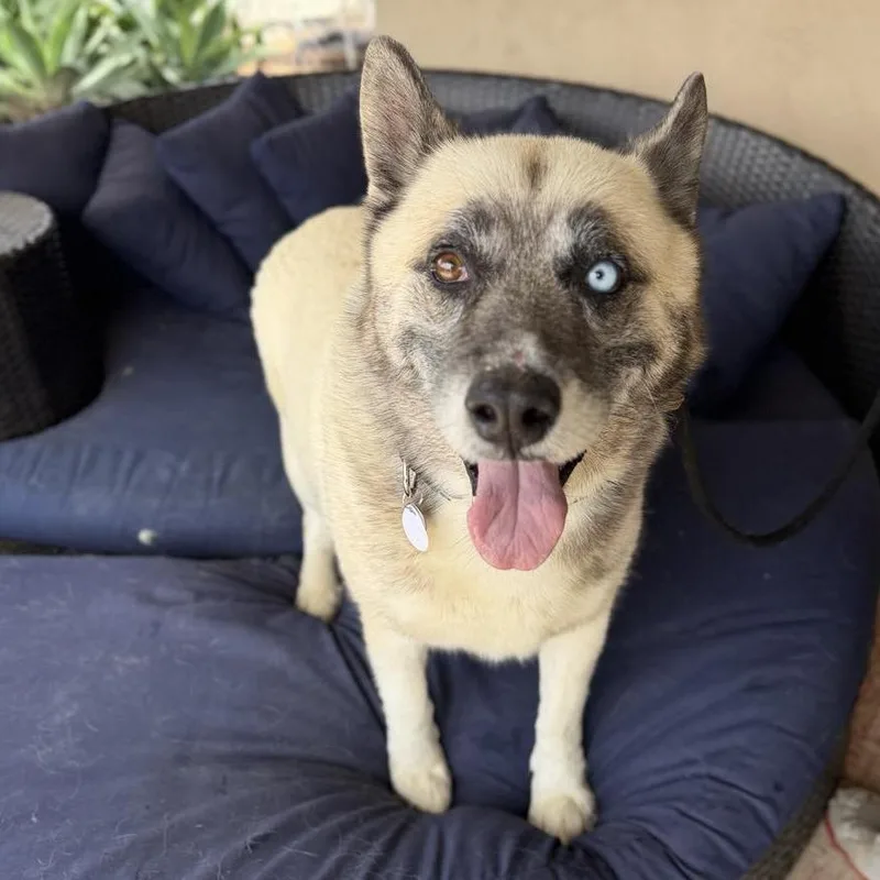 An adult extra large-sized male White / Cream Siberian Husky dog named Jasper Junco for adoption in Ramona, CA
