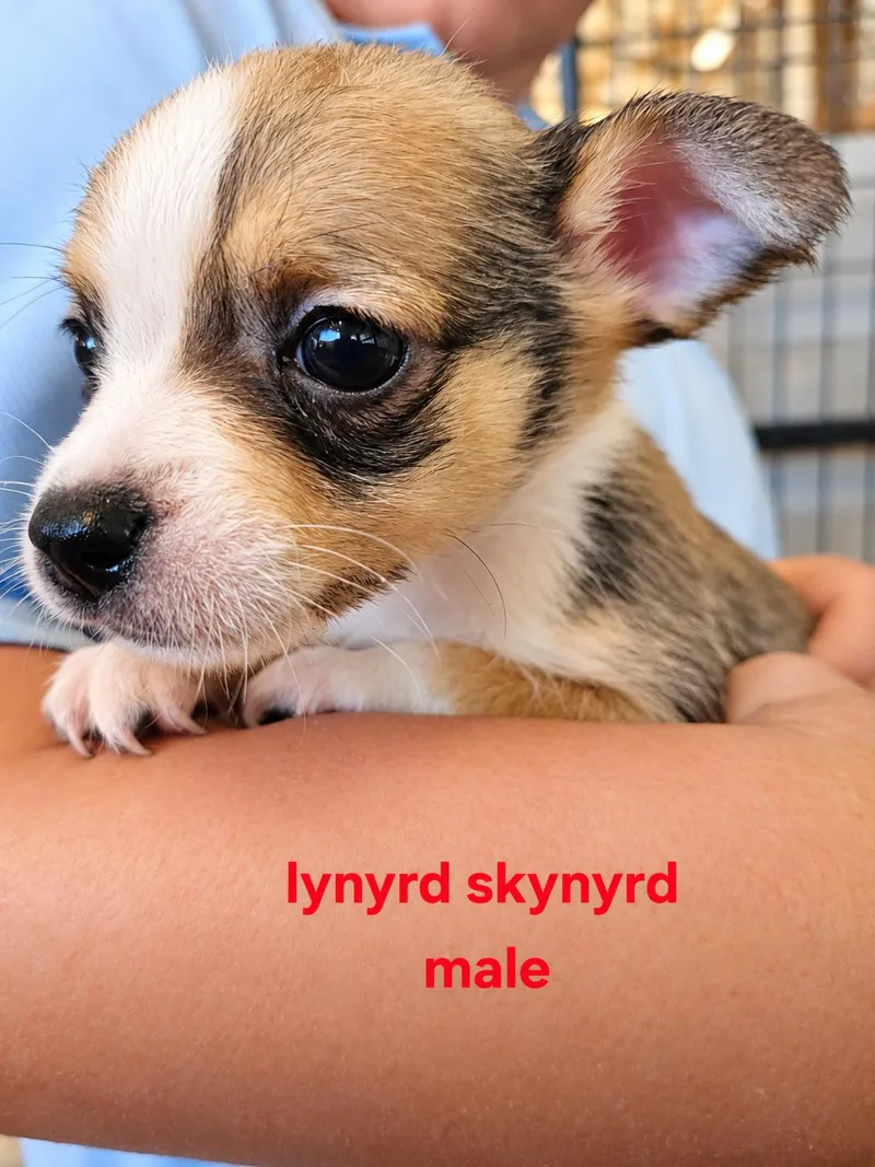 A baby small-sized male Tricolor (Brown, Black, & White) Mixed Breed dog named Lynyrd skynyrd for adoption in Panama city, FL