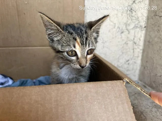 A baby small-sized female Domestic Short Hair cat named Harley for adoption in Ocala, FL