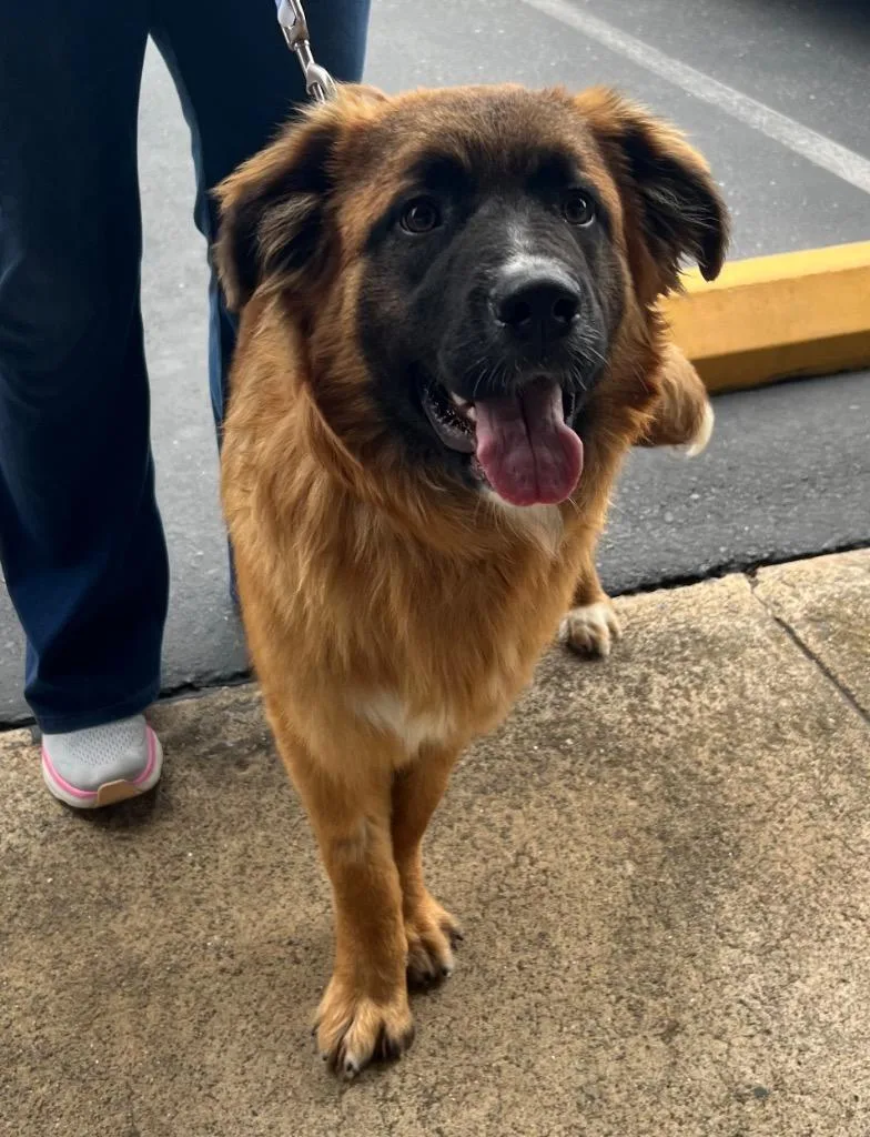 A young large-sized female Red / Chestnut / Orange Leonberger dog named Batik for adoption in Shingle Springs, CA