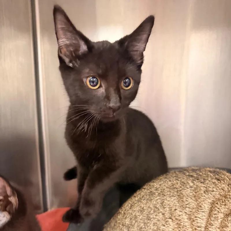 A baby small-sized male Black Domestic Short Hair cat named Benny for adoption in Indianapolis, IN