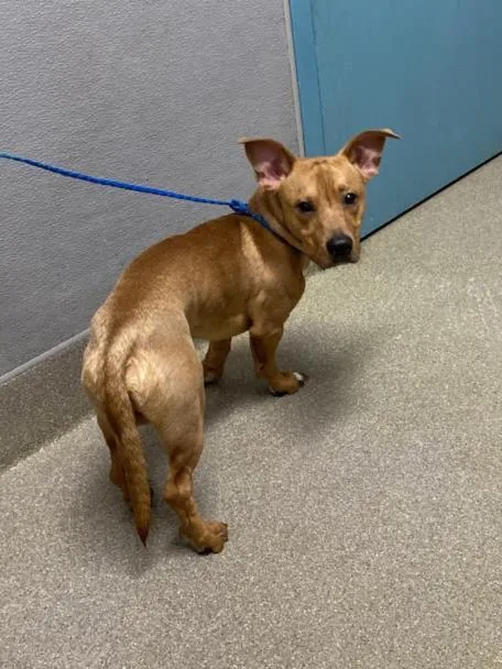 Scrappydoo