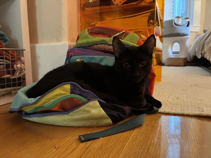 A baby medium-sized female Black Domestic Short Hair cat named Twinkle for adoption in Somerville, MA