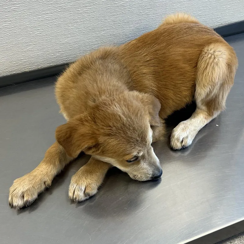 A baby small-sized male Brown / Chocolate Mixed Breed dog named Foxglove for adoption in Las Cruces, NM