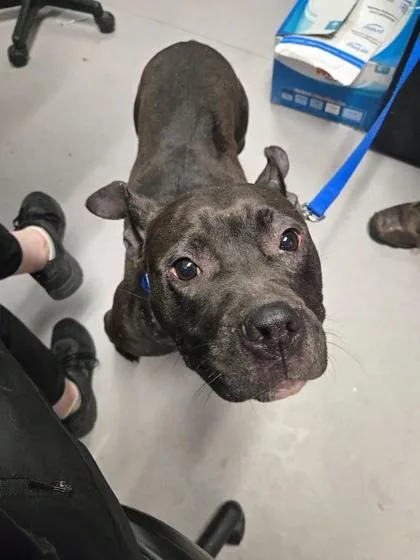 An adult medium-sized female Mixed Breed dog named Brandy for adoption in West Chester, PA