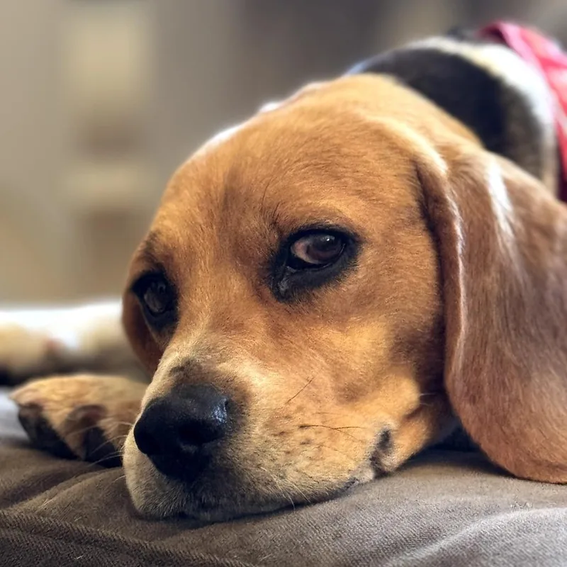 An adult small-sized female Brown / Chocolate Beagle dog named Cheri for adoption in Nowata, OK