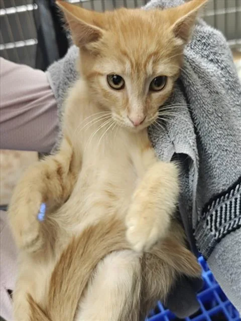 A baby small-sized male Domestic Short Hair cat named Codex for adoption in Santa Fe, NM