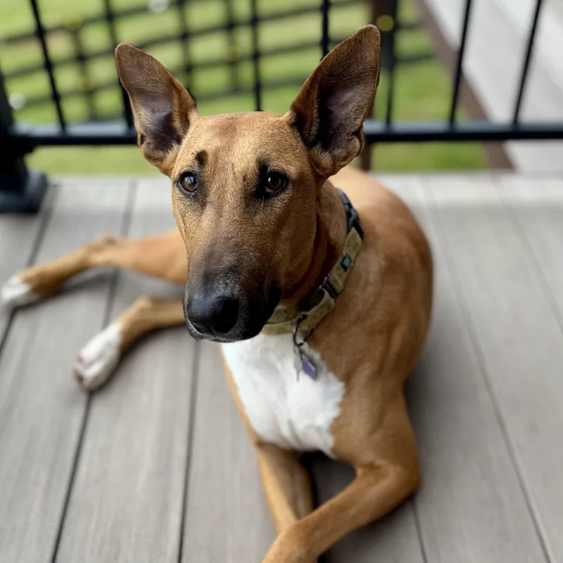 An adult large-sized male Yellow / Tan / Blond / Fawn Bull Terrier dog named Hugo for adoption in Manassas, VA