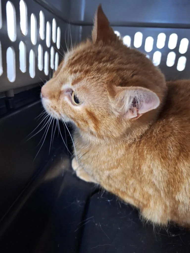 A young medium-sized female Domestic Short Hair cat named January for adoption in Pomona, NY