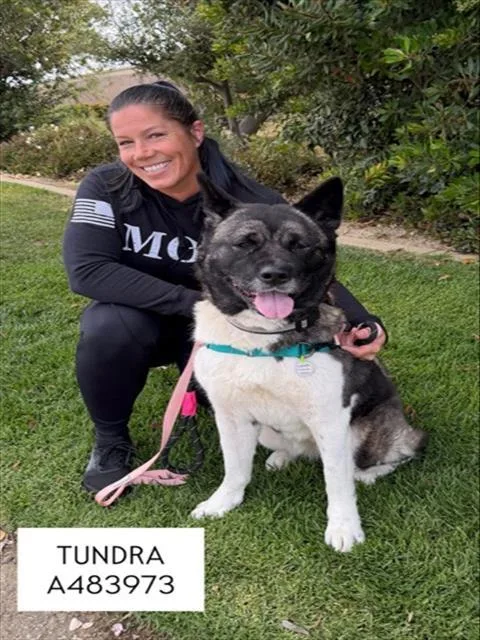 An adult large-sized female Akita dog named Tundra for adoption in Santa Maria, CA