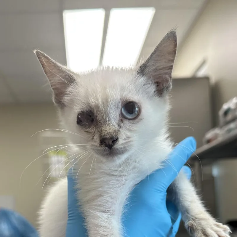 A baby small-sized male Gray / Blue / Silver Domestic Short Hair cat named Gilly for adoption in San Antonio, TX